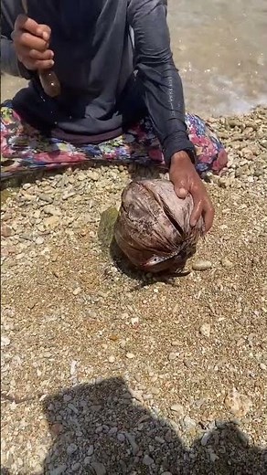 Hidden Treasure in the Ocean? Coconut Surprise on the Beach! 🌴🥥