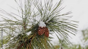 snow winter tree evergreen branch with a heavy snow winter snow tree cones