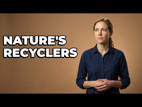 What Is A Decomposer's Main Function?