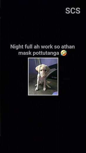 🐕 Labrador Dog Barking Sounds 🎵 Cute Pet ASMR