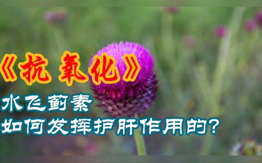水飞蓟素到底是如何发挥作用的？