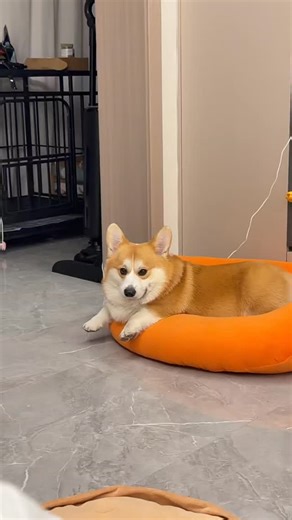Corgi Lovers on Instagram: "Corgi's chill time. 😎🐶 𝗙𝗼𝗹𝗹𝗼𝘄 𝘂𝘀 @corgi.pack for more adorable corgi moments! 🐶🐾 . . . 📽️ Credit: To the original creator ©️Coffee 是一只带尾基 If this is your content, please DM us for credit or removal. Thank you! #corgi #corgilovers #dog"