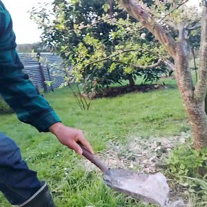 14K views · 751 reactions | Wood ash for the plum tree  . Years ago...