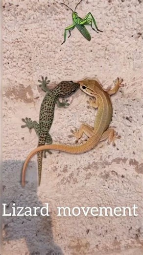 Amazing lizard sounds | lizard movement | 🦎🦗 | cricket vs lizard P2 | #lizard #cricket #sounds #ai