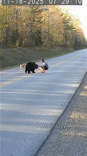 CCTV Captures Dog Fighting Off Bear to Save Man! Unbelievable Footage
