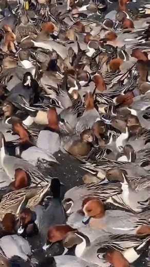 Mix ducks hunting point and call sound #duckcall #duckhunting #winterbirds #pintail #gadwall