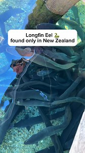 Longfin Eel,found only in New Zealand (endemic)Can grow over 2 meters long and weigh more than 20 kg,known for their longevity ,some can live for more than 80 years! #OnlyinNZ #ThePinoytravellerinNewZealand #NZmustdo #purenz #pinoyinNz #ExploreNZ #nzbucketlist #southislandnz #NorthIslandNZ #newzealand #travelnz #realnz | The Pinoy Traveller in New Zealand