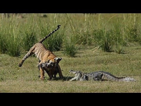 Tiger killing a Wild Boar and a Crocodile wants its share! October 2020 Ranthambore, India