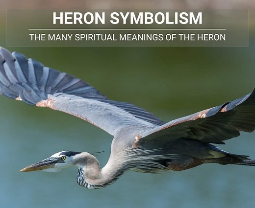 Blue Heron Symbolism: Spiritual Meanings & Cultural Significance