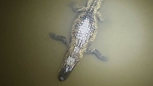 Are there really alligators in the Columbia Canal? Oh yes. Here’s what to know about them