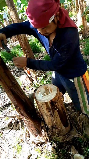 286K views · 2.2K reactions | Technique to plant #tips #banana #tutorial | Zacjian Vlog | Facebook