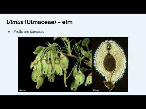 Plant Taxonomy 11a4 - Trees - elm / hackberry