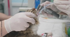 Intubation of the cat under anesthesia before surgery. A veterinary anesthesiologist places an endotracheal tube in a cat before surgery. Intubation of a cat in a veterinary clinic.