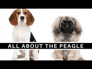 All About The Adorable Peagle (Pekingese Beagle Mix)