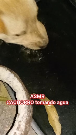 ​#ASMR #Perros #SonidosRelajantes #Mascotas #Relajación #SleepSounds #Satisfactorio #4K #PetASMR