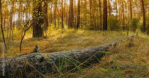 Fallen old pine tree wood in autumn forest. Sunlight Sunrays Sunbeams Shine Through Trees In Autumn Forest Landscape. Shadows in motion on forest ground Amazing Bright Sun Shining In Coniferous Forest Stock Video