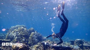 Fish ‘whoops and growls’ recorded on restored reef