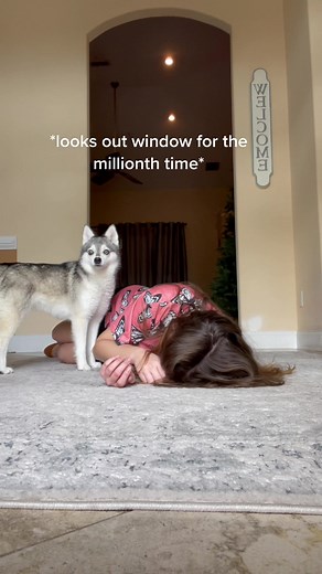 she only wants play time and pets #fyp #akk #alaskankleekai