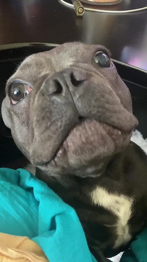 The Enchantress of Optimism on TikTok