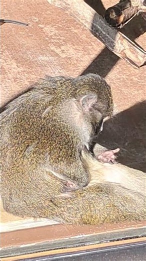 SWAMP MONKEYS KANSAS CITY ZOO
