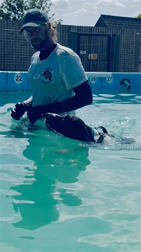 Graceful German pointer swimmies, as Terry would say ‘he swims like me Nan, don’t want to get his hair wet’ 🤣💕💦🇬🇧🐾 | Canine Dip and Dive Maldon