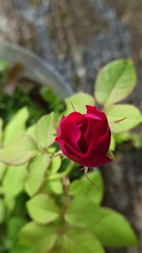 Mawar Kecil dengan Aura Cinta yang Besar ❤️ #flowers #flowergarden #shorts