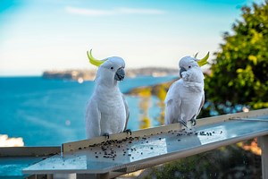 Study reveals cockatoos perform 30 distinct dance moves