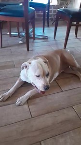 22K views · 1.8K reactions | Layla is needing a home ya'll . She is super smart , knows all commands love toys , fetch . We prefer a home that would provide a loving home for her only. Great with people & older kids. Help us help her get the right home she deserves . Message us for a meet & Greet . | Ladonia Shelter | Facebook