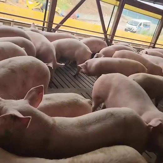 Healthy pigs, clean pens, and natural care. 🐷 This is how we raise them right. #OrganicFarming #FarmLife #HealthyLivestock #SustainableFarming