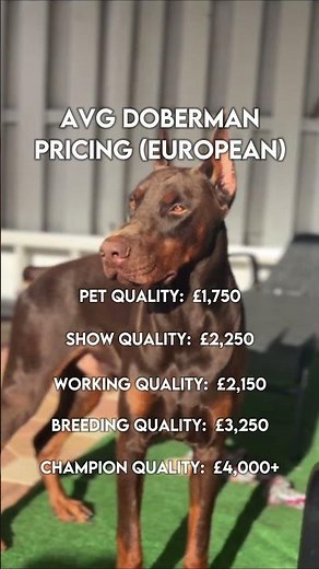 How much does a Doberman cost? 💵 #doberman #dobermans #cost #price #europeandobermann #dobermann