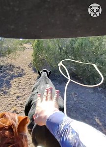 Cowboy uses lasso to catch runaway cattle | Bored Panda Animals