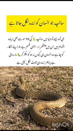 Snake Attacks on Human #snake #naturefacts #wildlife #nature #animals #shorts