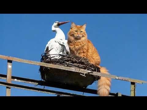 Hilarious Cats Who Became Friends With Wild Animals in Unexpected Ways!🤣
