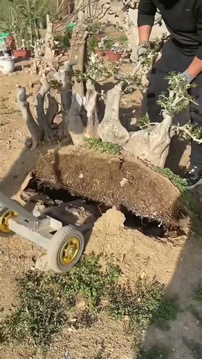 Revolutionize Your Garden Move: The Ultimate Flowerpot Transporter