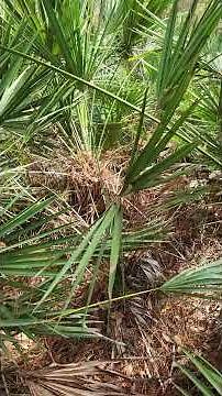 Saw palmetto, Serenoa repens in the tampa bay area, Florida. Endemic.