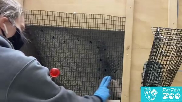 4.4K views · 103 reactions | Check out this video of one of our Black Footed Ferret training sessions. In this video, our ferret “Logan” is learning to go into a crate voluntarily. Each of our animals has its own training program, which enables us to conduct a variety of husbandry and veterinary tasks without causing stress for the animals.  | The Red River Zoo | Facebook
