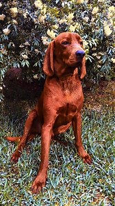 Redbone Coonhound #redbone #hunting #OutdoorAdventure #HunterLife #doglife #animals | Hunting Legacy
