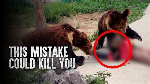 Bear Attack Mistakes: The Worst Things to Do When Facing a Grizzly or Black Bear!