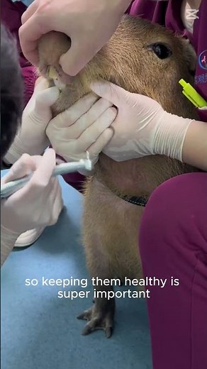 Capybara Gets a Dental Checkup – The Cutest Patient Ever! 🦷✨🐹