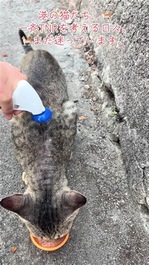 港の猫たちを守るための一斉TNRとフロントライン実施計画
