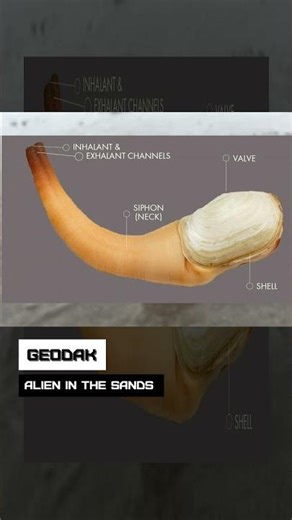 Geodak. Alien in the sands