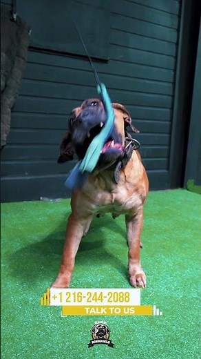 High-Drive Boerboel Training at Full Power! #boerboels #protectiondogs #bigdogs