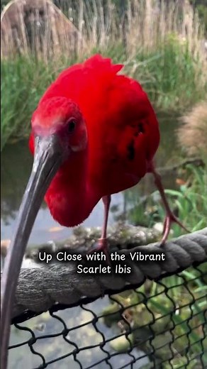 The Scarlet Ibis: South America’s Stunning Red Bird - CreatureCops