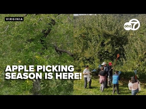 Drone captures fall apple season at Stribling Orchard in Virginia