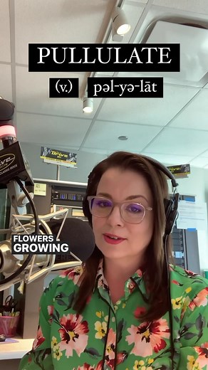 2K views · 26 reactions | Someone challenged Janda Lane to #WorkInAWord PULLULATE and she blossomed  Hear Janda, 2-7pm on #971TheDrive! | 97.1 The Drive | Facebook