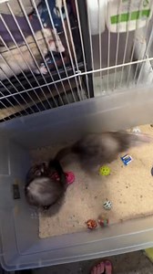 50K views · 2.4K reactions | Bring home a furry friend!! Starring in this video is Maverick, Spirit, Strawberry and Blueberry!! All four are available for adoption in bonded pairs殺殺 visit and follow us on TikTok @az.ferret_rescue !!! | AZ Ferret Rescue | Facebook