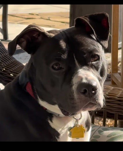 Another POV: I cry all the time looking at her cause I’m so grateful 😭🥹 #rescue #adopt #dogsoftiktok #rescuedog #shelterdog