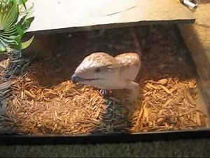 Blue tongue skink interaction