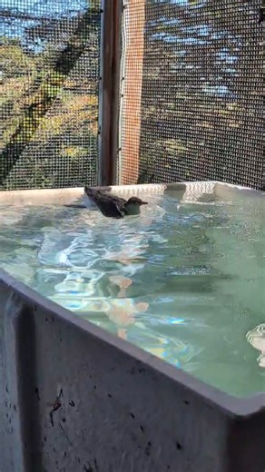 Splish splash! Back in the spring and summer we had some orphaned Common Tern fledglings in care. Remember spring and summer? Gone in the blink of an eye... They were successfully released some time ago, and while they have already migrated to their winter grounds we thought this video would be fun to share to see how some of rehabbing works. Like most birds, terns need water to help recuperate in. Swimming and bathing are natural ways for them to clean their feathers, remove parasites, and to p