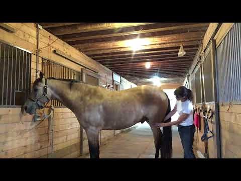 Equine Massage Techniques